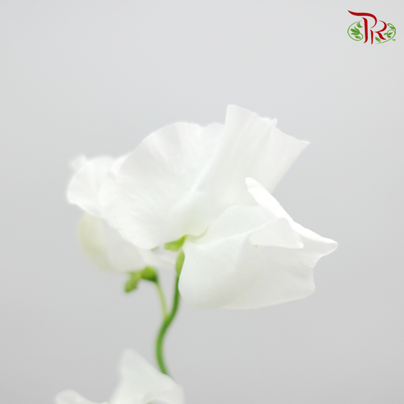 Sweet Pea - White (5 Stems)-White-Netherland-prflorist.com.my