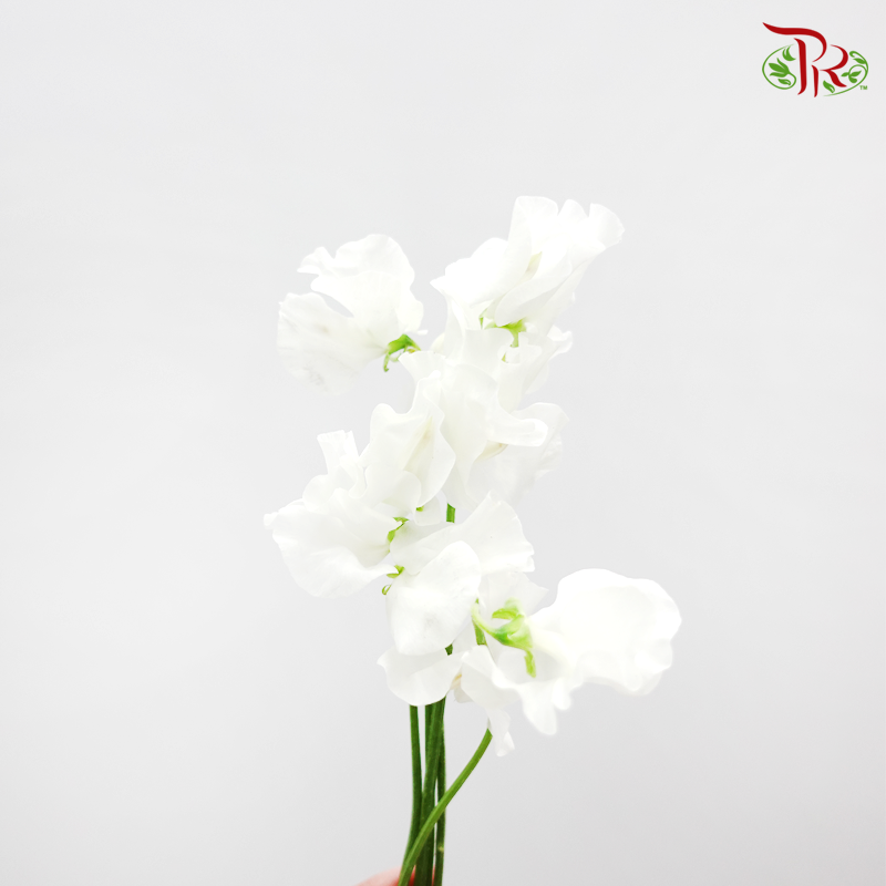 Sweet Pea - White (5 Stems)-White-Netherland-prflorist.com.my