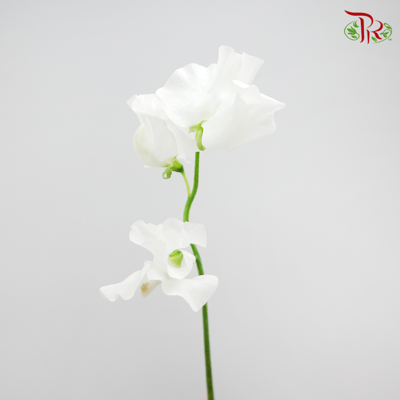 Sweet Pea - White (5 Stems)-White-Netherland-prflorist.com.my