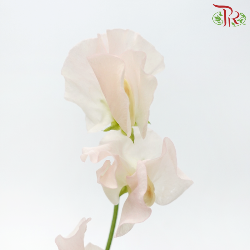 Sweet Pea - White With Light Pink (5 Stems)-White With Light Pink-Japan-prflorist.com.my