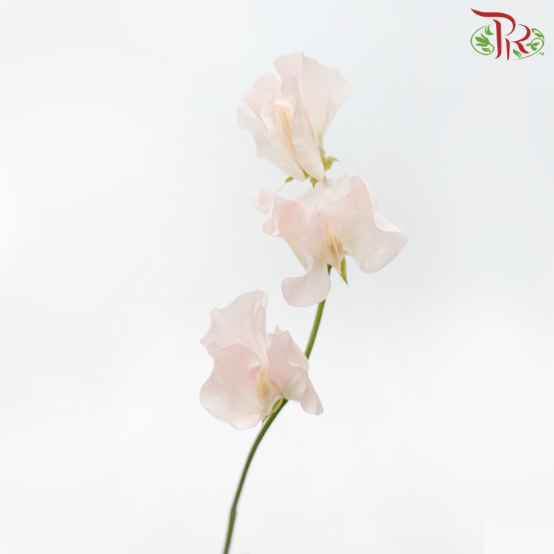 Sweet Pea - White With Light Pink (5 Stems)-White With Light Pink-Japan-prflorist.com.my