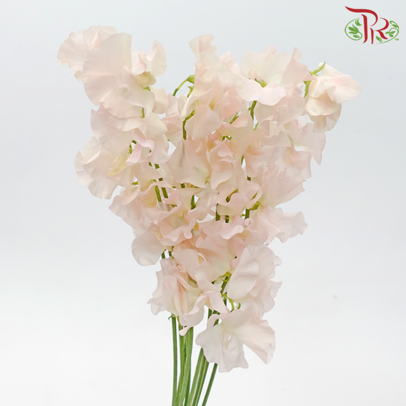 Sweet Pea - White With Light Pink (5 Stems)-White With Light Pink-Japan-prflorist.com.my
