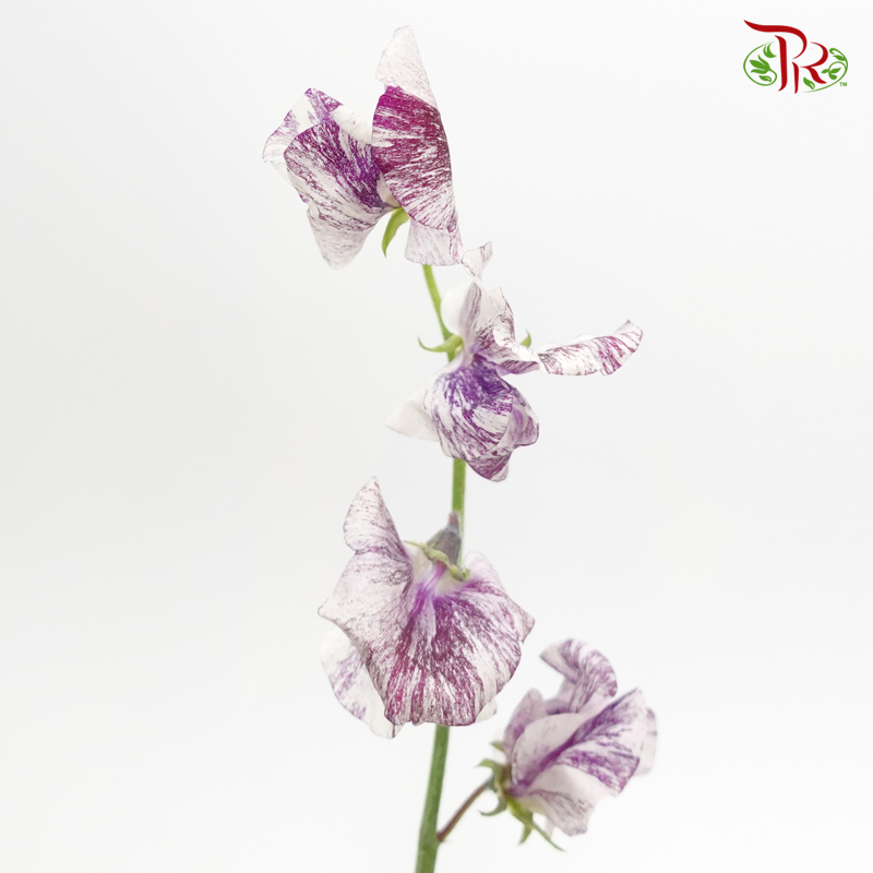 Sweet Pea - Spear Splash Purple Mixed White (10 stems) - Pudu Ria Florist