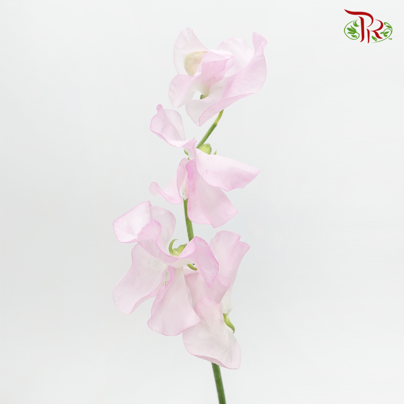 Sweet Pea - Laurent Light Blush Pink (10 stems) - Pudu Ria Florist
