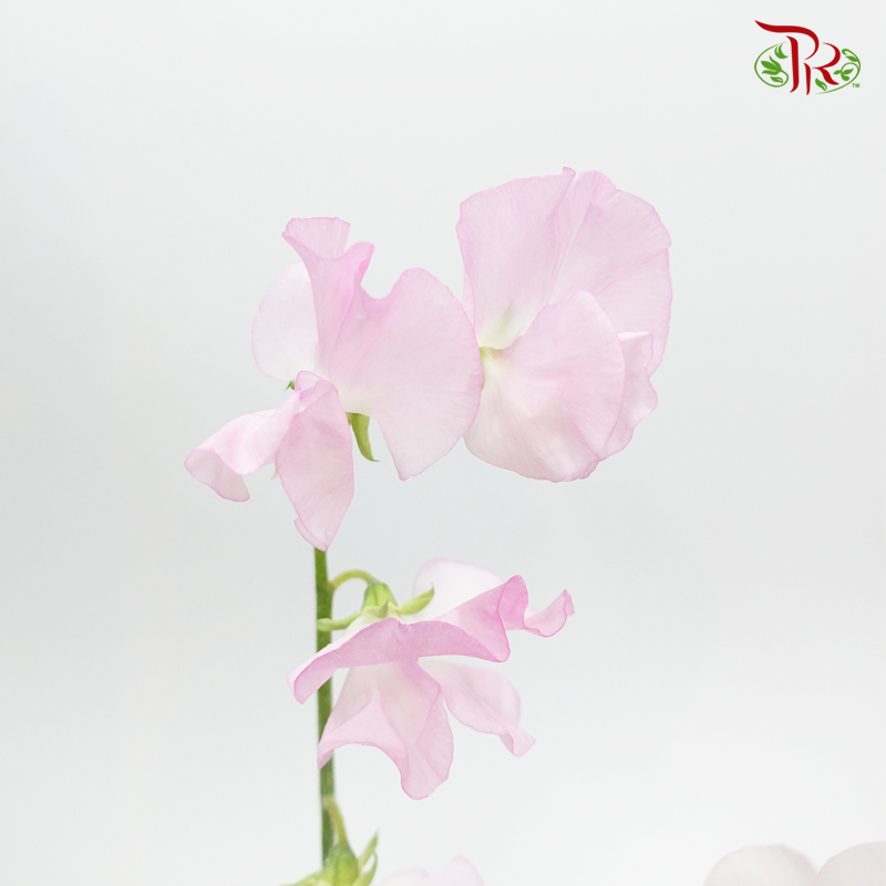 Sweet Pea - Laurent Light Blush Pink (10 stems) - Pudu Ria Florist