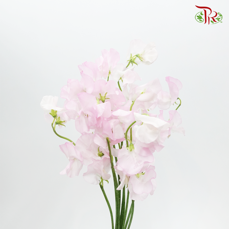 Sweet Pea - Laurent Light Blush Pink (10 stems) - Pudu Ria Florist