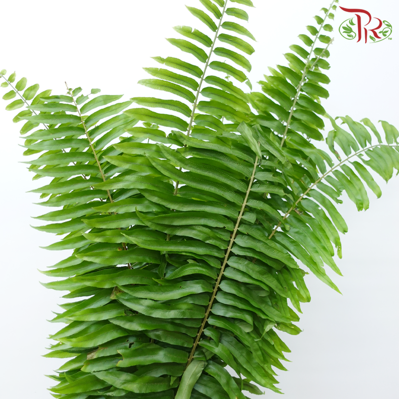 Sword Fern (10 Stems)-Malaysia-prflorist.com.my