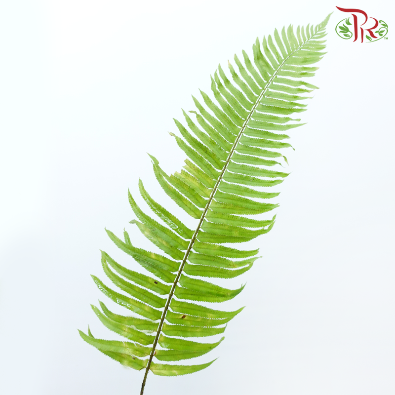 Sword Fern (5 Stems)-Green-Netherland-prflorist.com.my