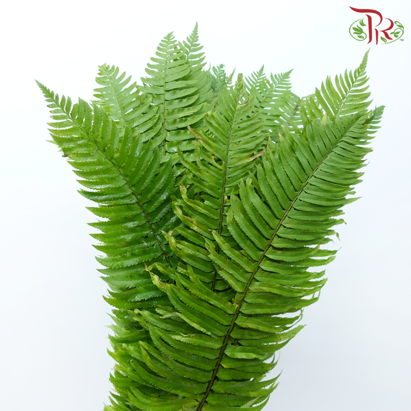 Sword Fern (5 Stems)-Green-Netherland-prflorist.com.my
