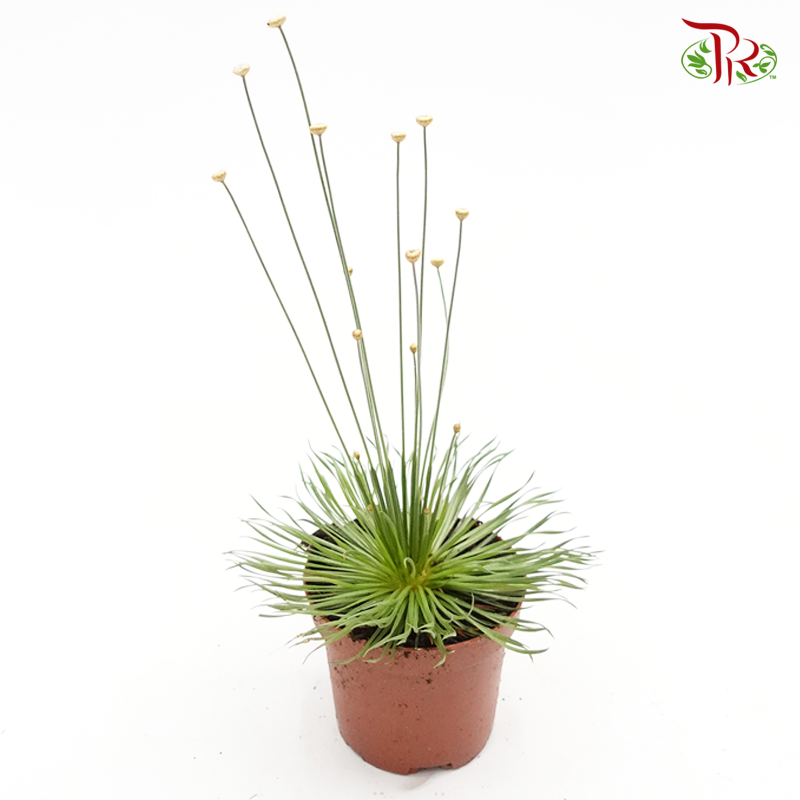 Syngonanthus Mikado 《金花穀精》-Pudu Ria Florist-prflorist.com.my