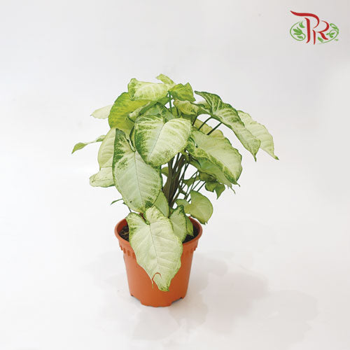 Syngonium White《合果芋》- (25cm)-Pudu Ria Florist-prflorist.com.my