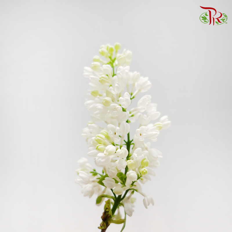 Syringa - (5 Stems)-Netherland-prflorist.com.my