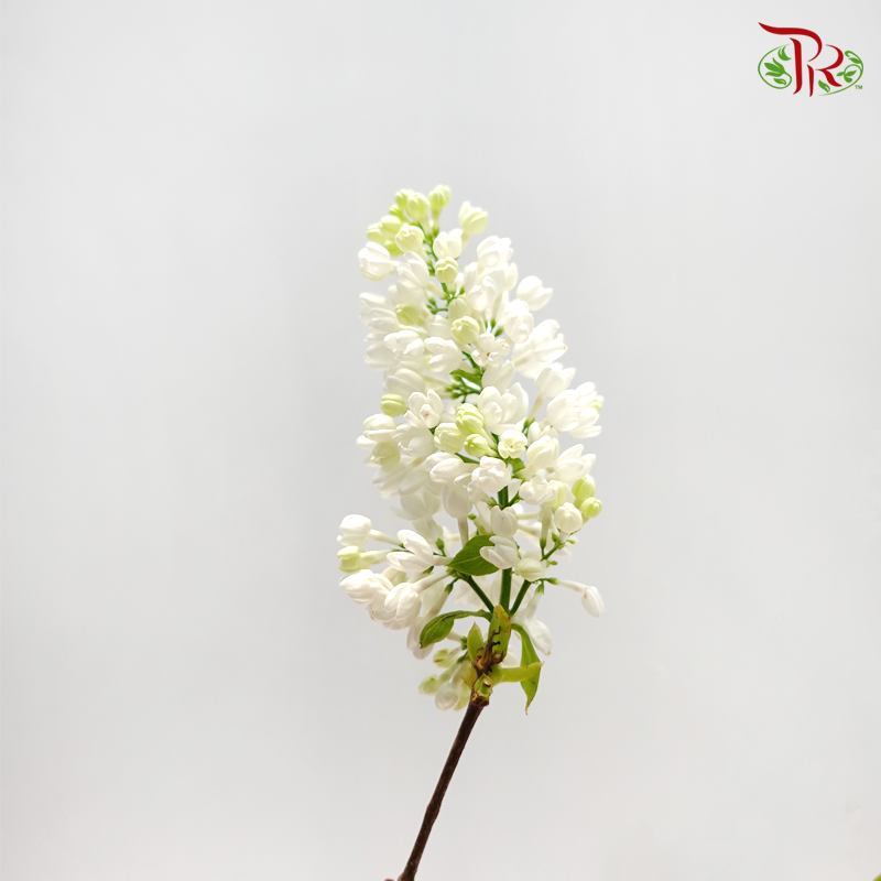 Syringa - (5 Stems)-Netherland-prflorist.com.my