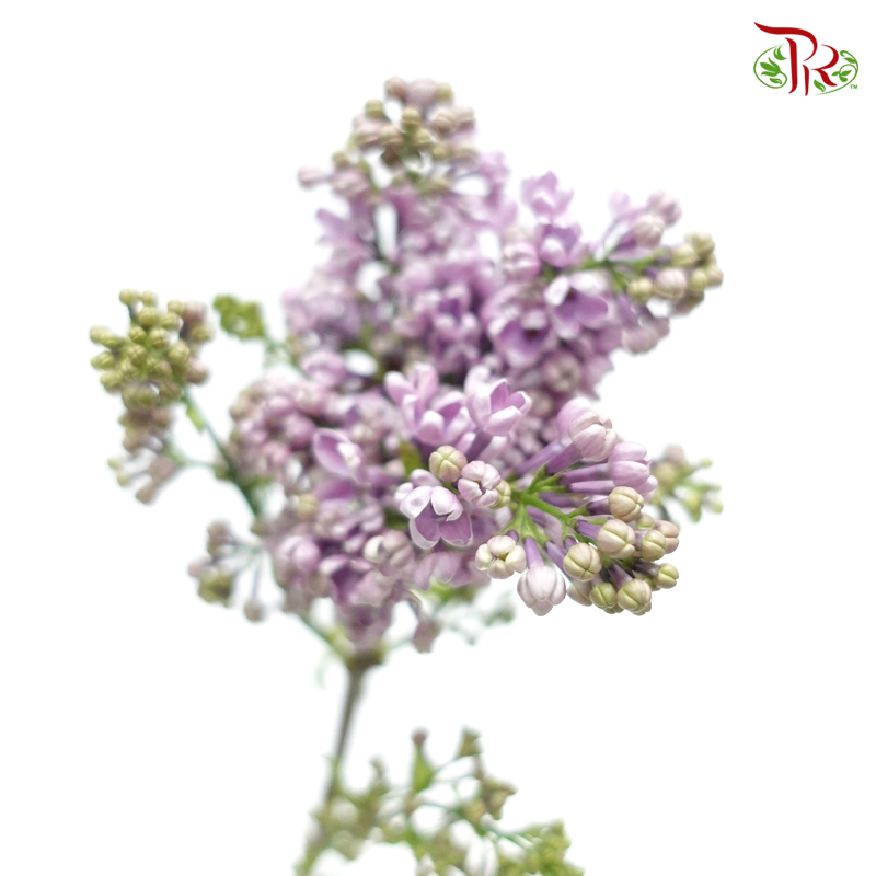 Syringa- Purple (2 Stems)-Netherland-prflorist.com.my