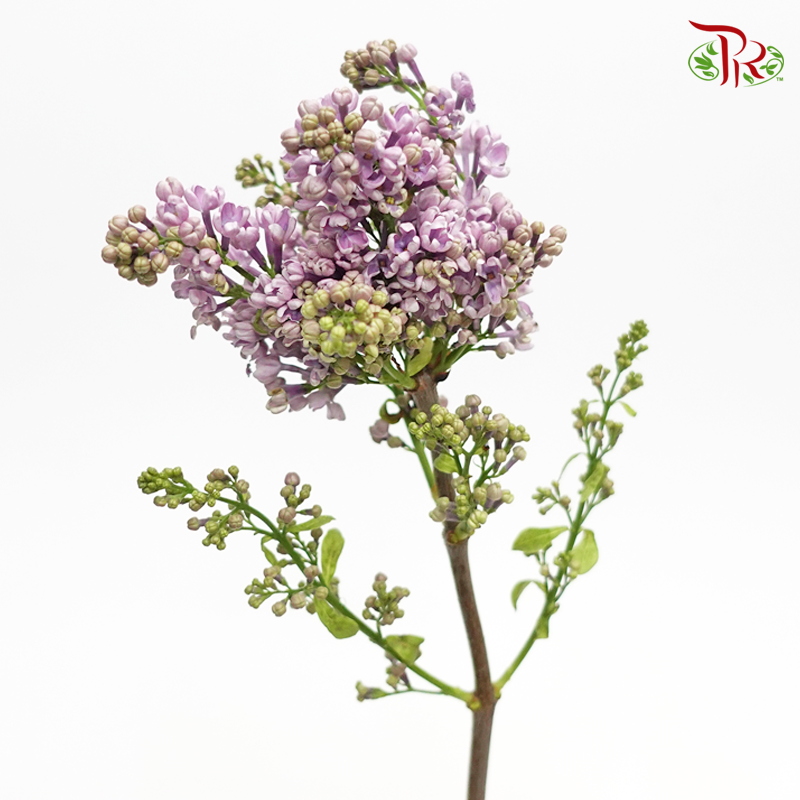 Syringa- Purple (2 Stems)-Netherland-prflorist.com.my