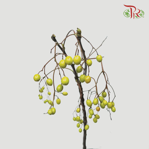 Melia Azedarach - (3 Stems) - Pudu Ria Florist