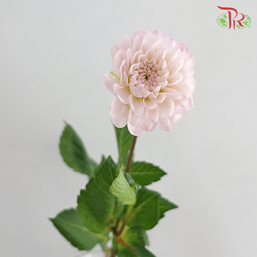 Dahlia Ball Wizzard Of Oz - (5 Stems) - Pudu Ria Florist