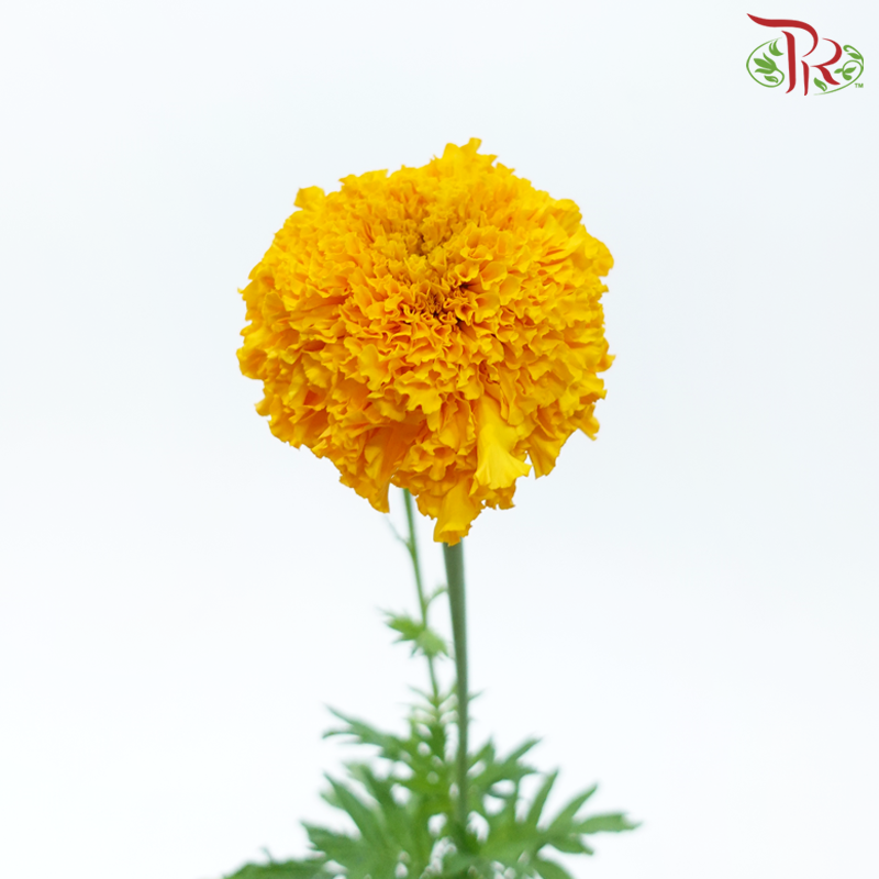 Tagetes Erecta - Orange (5 Stems)-Orange-Japan-prflorist.com.my