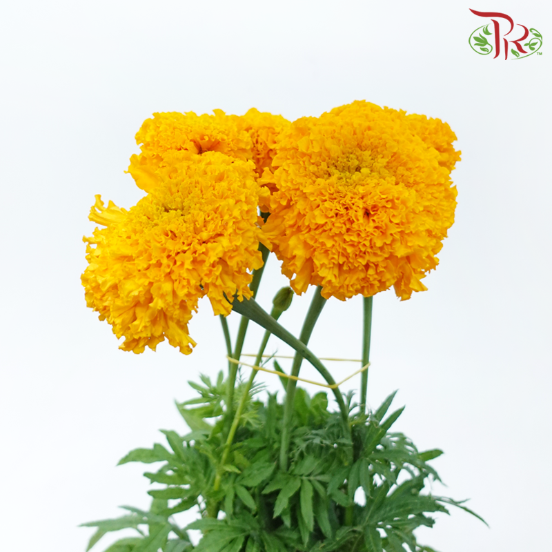 Tagetes Erecta - Orange (5 Stems)-Orange-Japan-prflorist.com.my