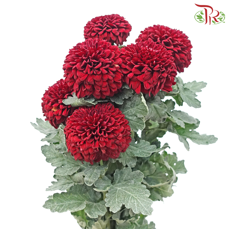 Taiwan Mum Chrysanthemum - Burgundy (5-6 Stems)-Burgundy-Malaysia-prflorist.com.my