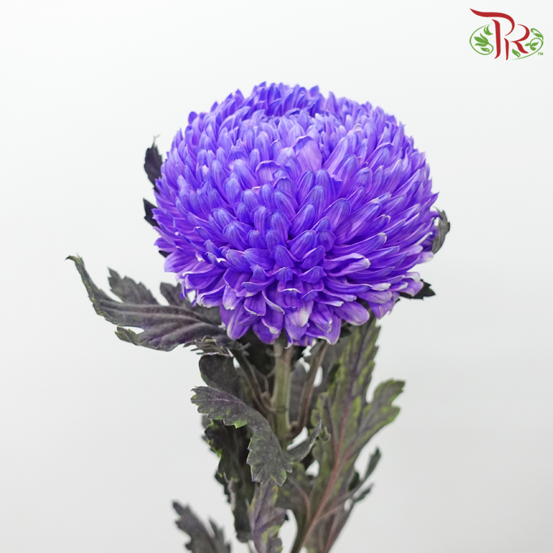 Taiwan Mum Chrysanthemum - Indigo Purple (5-6 Stems)-Indigo Purple-Malaysia-prflorist.com.my