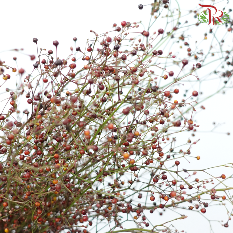 Talinum Paniculatum - (Per Bunch)-China-prflorist.com.my