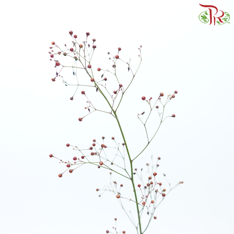 Talinum Paniculatum - (Per Bunch)-China-prflorist.com.my