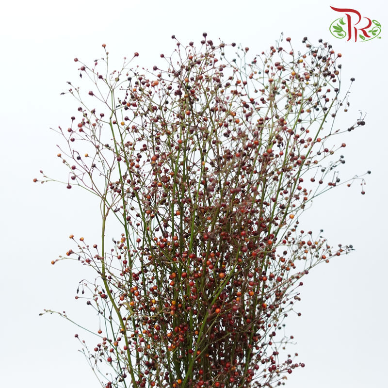 Talinum Paniculatum - (Per Bunch)-China-prflorist.com.my