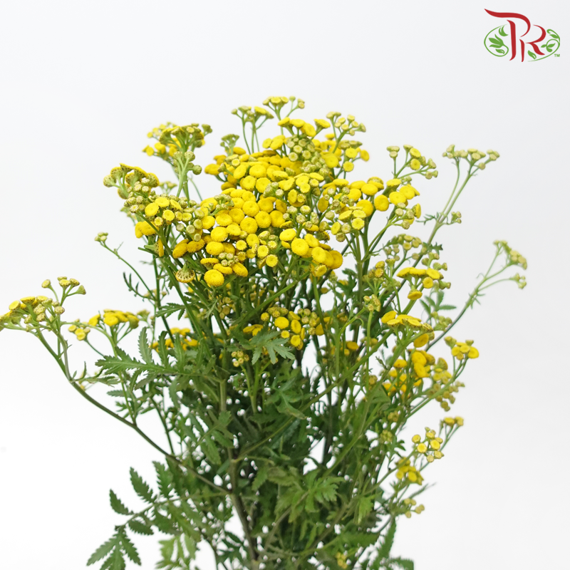 Tanacetum Vulgare - Yellow (5 Stems)-Yellow-Japan-prflorist.com.my