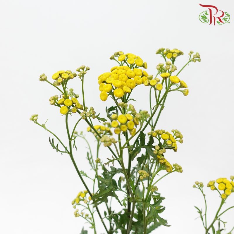 Tanacetum Vulgare - Yellow (5 Stems)-Yellow-Japan-prflorist.com.my