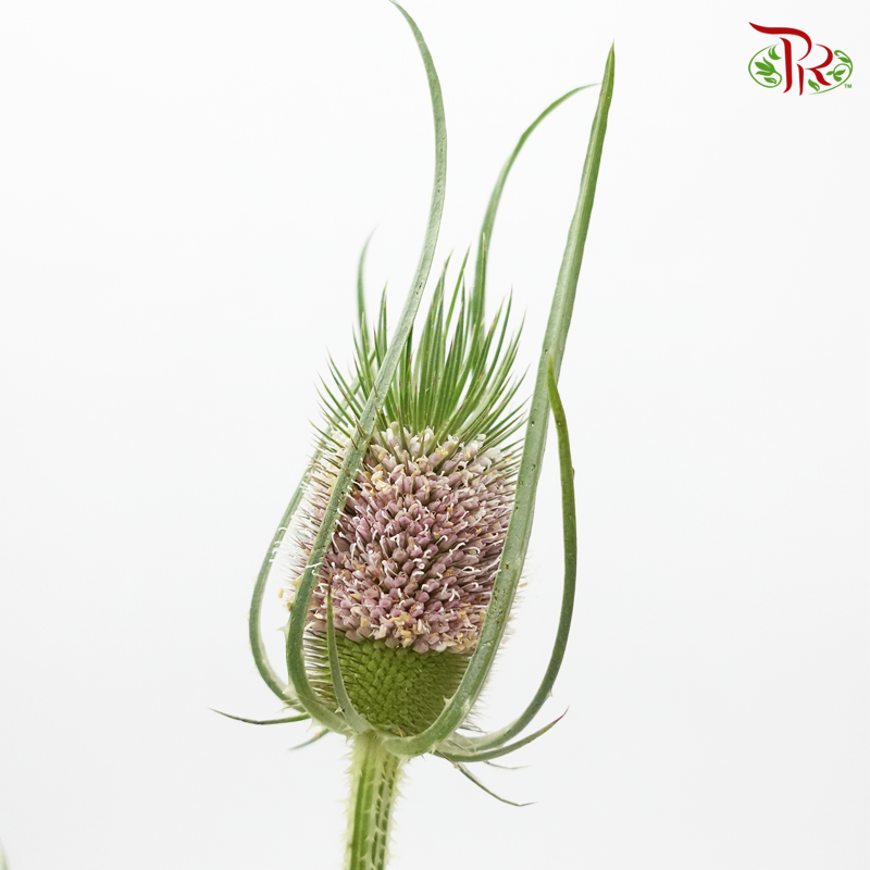 Teasel - (Per Bunch)-China-prflorist.com.my