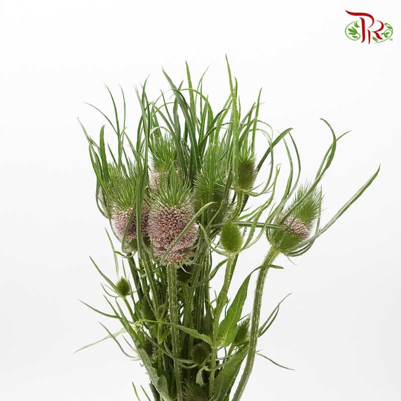 Teasel - (Per Bunch)-China-prflorist.com.my