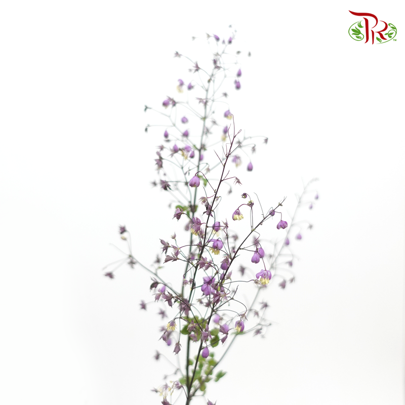 Thalictrum- Purple - Tiny Flower Bud (Per bunch)-Purple-China-prflorist.com.my
