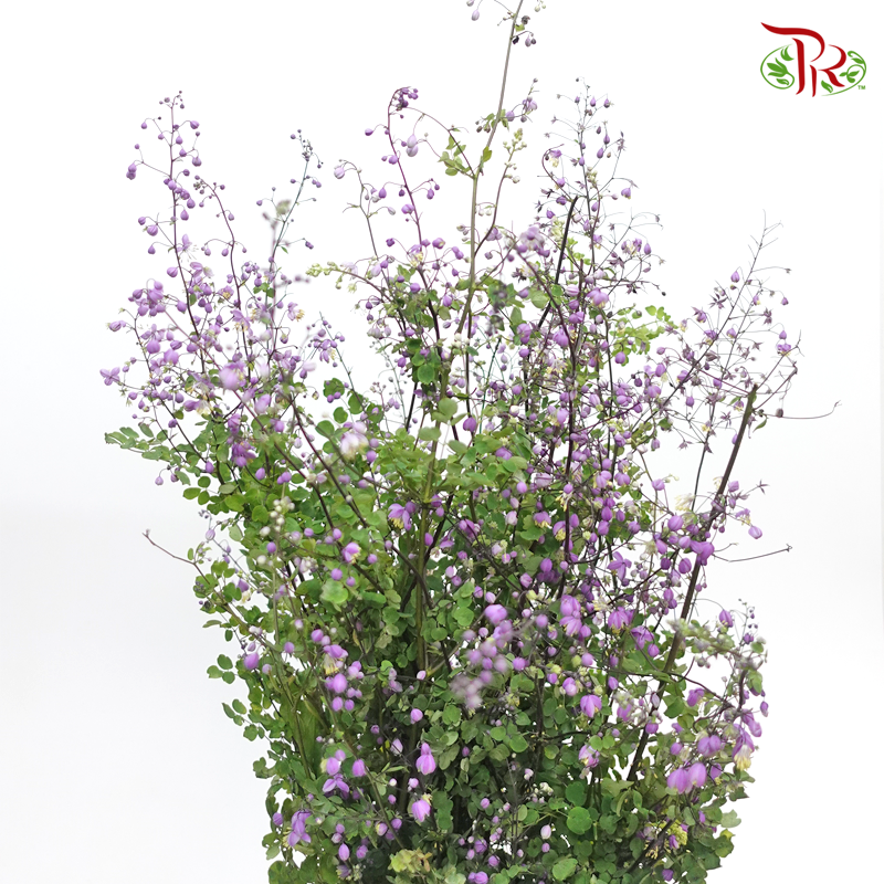 Thalictrum- Purple - Tiny Flower Bud (Per bunch)-Purple-China-prflorist.com.my