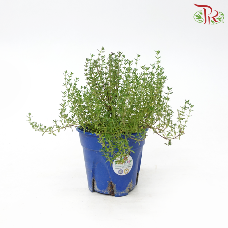 Thyme P150《百里香》-Pudu Ria Florist-prflorist.com.my