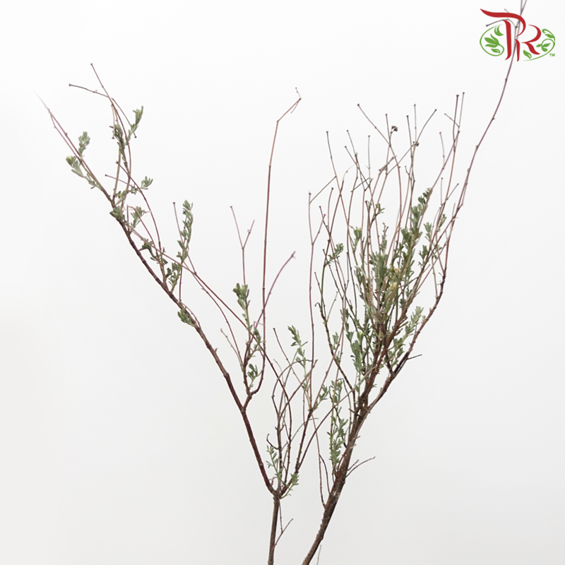 Thymus (Per Bunch)-Netherland-prflorist.com.my