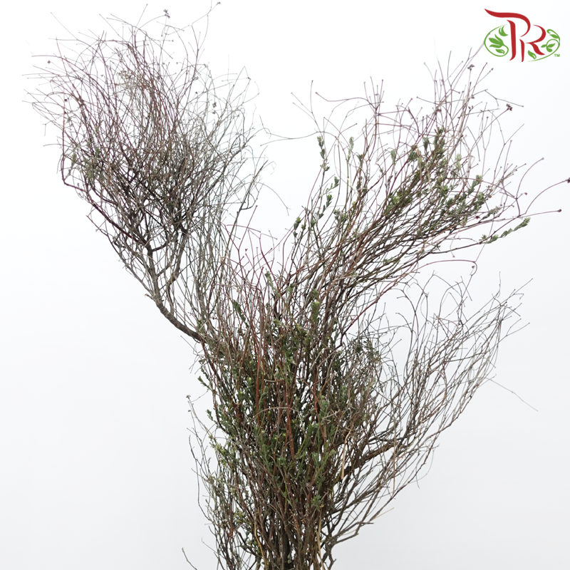 Thymus (Per Bunch)-Netherland-prflorist.com.my