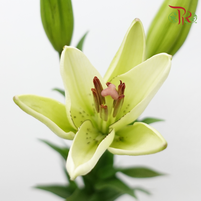 Tiger Lily 3+ - Eyeliner (5 Stems)-China-prflorist.com.my