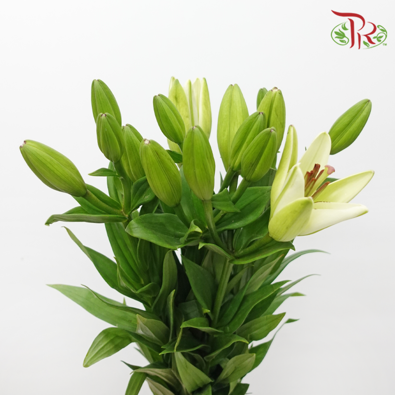 Tiger Lily 3+ - Eyeliner (5 Stems)-China-prflorist.com.my