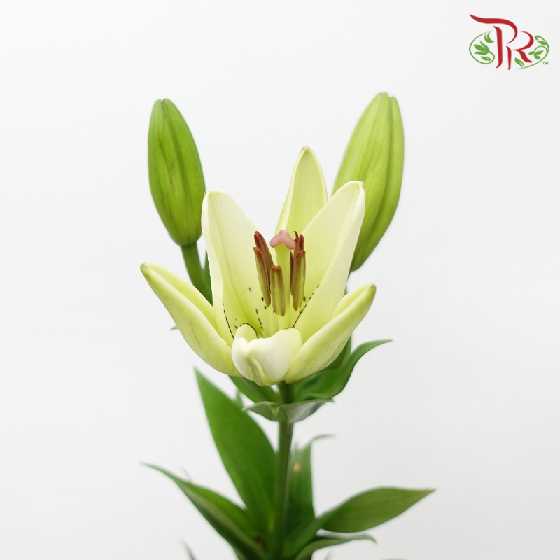 Tiger Lily 3+ - Eyeliner (5 Stems)-China-prflorist.com.my