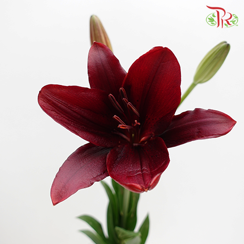 Tiger Lily 3+ - Maroon (5 Stems)-Maroon-China-prflorist.com.my
