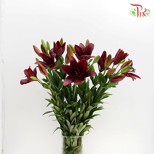 Tiger Lily 3+ - Maroon (5 Stems)-Maroon-China-prflorist.com.my