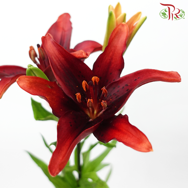 Tiger Lily 4+ - Black Onyx (5 Stems)-Red-China-prflorist.com.my
