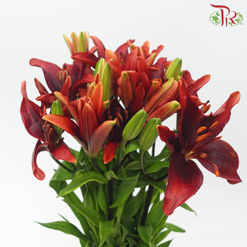 Tiger Lily 4+ - Black Onyx (5 Stems)-Red-China-prflorist.com.my