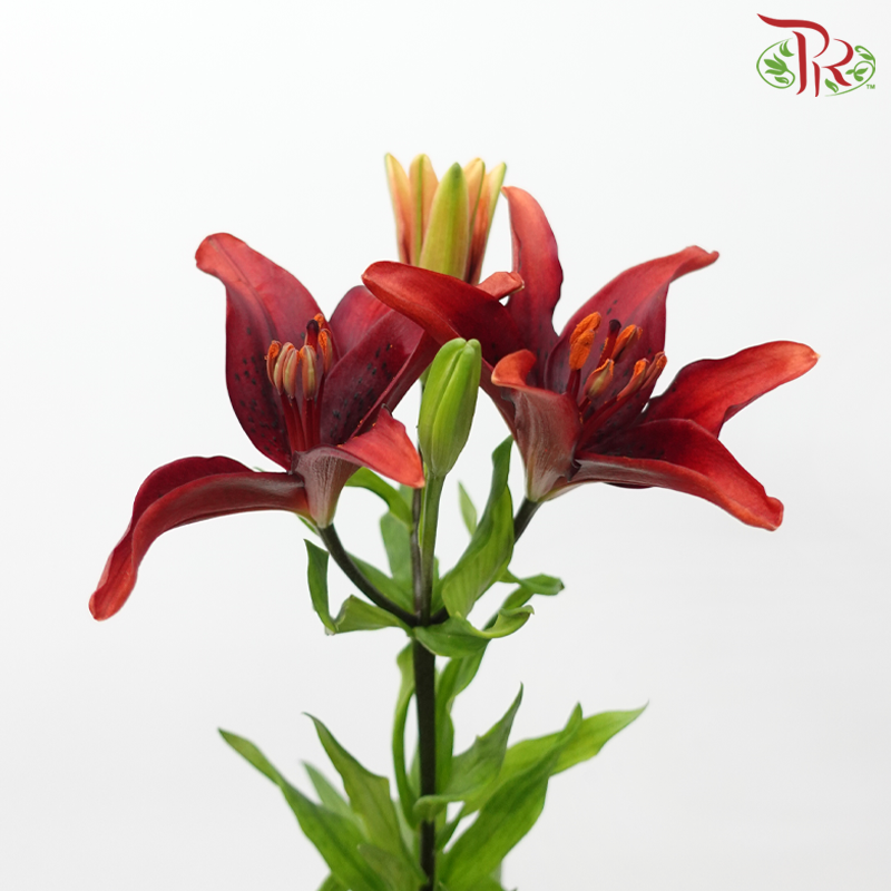 Tiger Lily 4+ - Black Onyx (5 Stems)-Red-China-prflorist.com.my