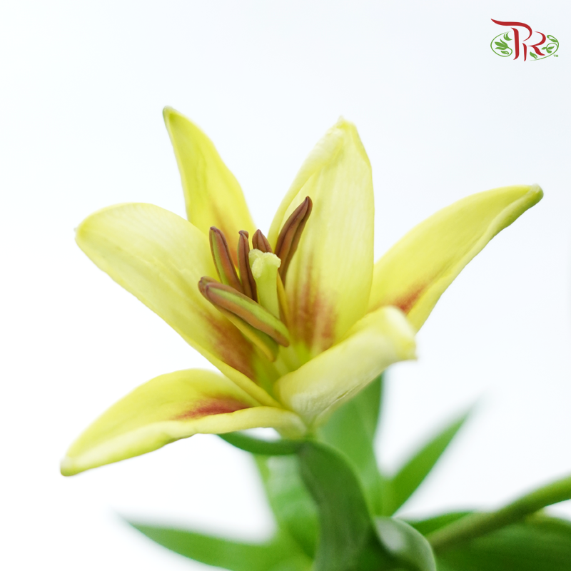 Tiger Lily 4+ - Deja Vu (5 Stems)-Yellow-China-prflorist.com.my