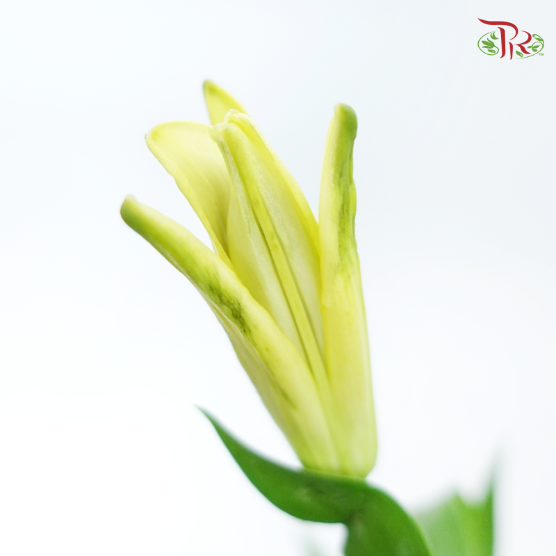 Tiger Lily 4+ - Deja Vu (5 Stems)-Yellow-China-prflorist.com.my