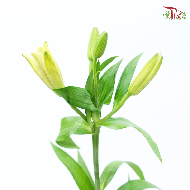 Tiger Lily 4+ - Deja Vu (5 Stems)-Yellow-China-prflorist.com.my