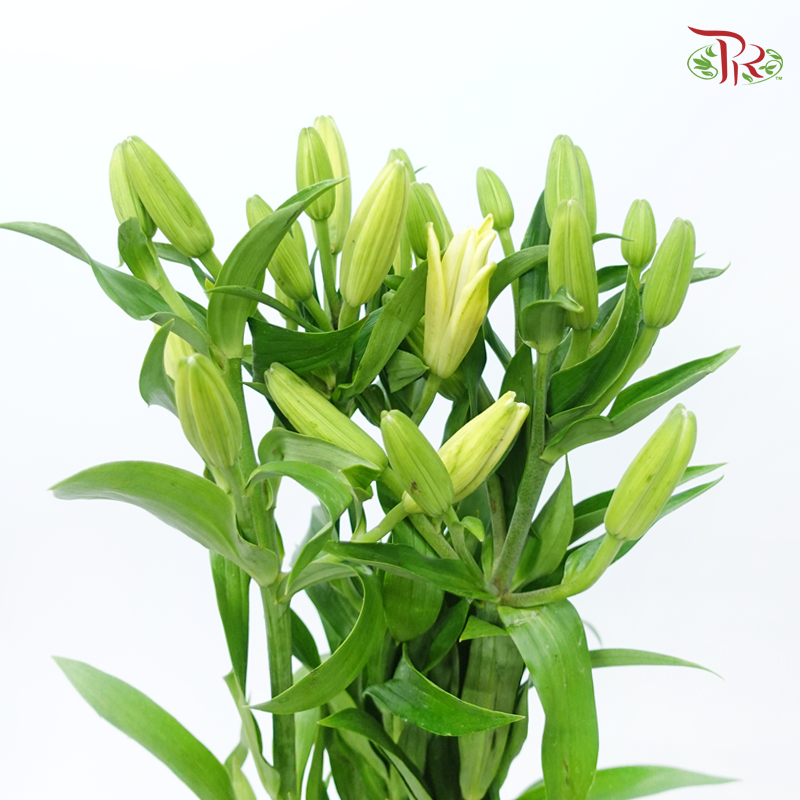 Tiger Lily 4+ - Deja Vu (5 Stems)-Yellow-China-prflorist.com.my