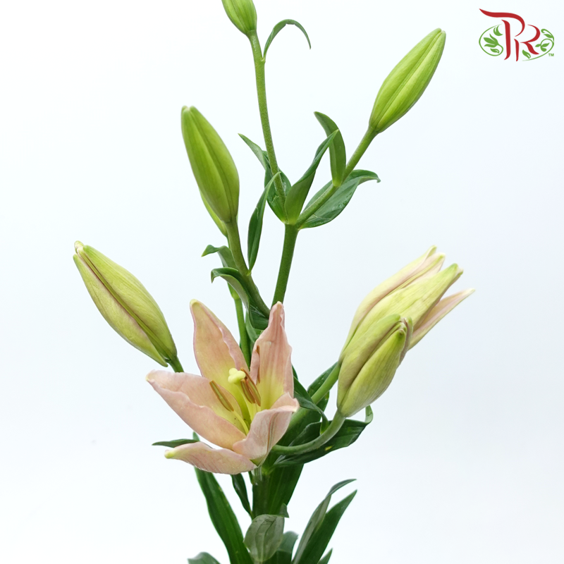 Tiger Lily 4+ - Light Pink (5 Stems)-Light Pink-China-prflorist.com.my